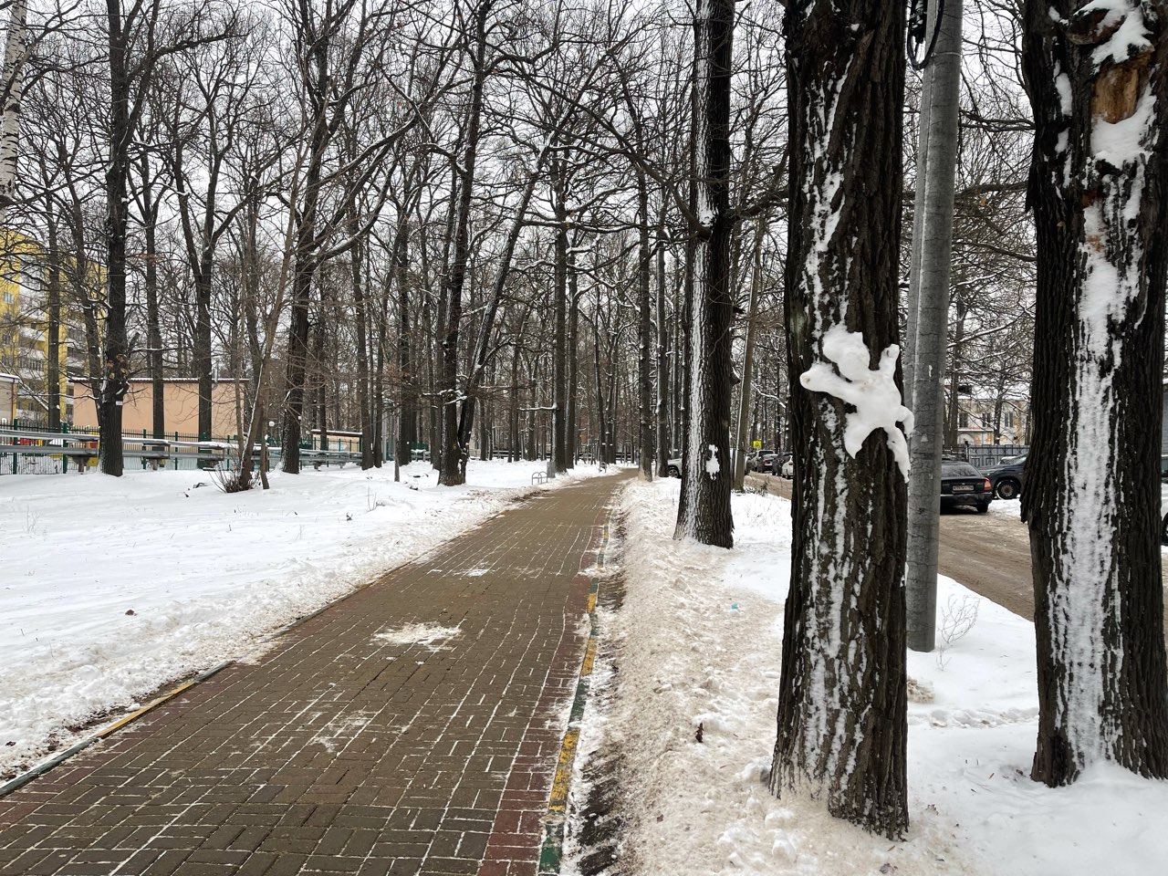 Почти 90 ветхих деревьев срубят в Приокском районе до конца года - фото 1