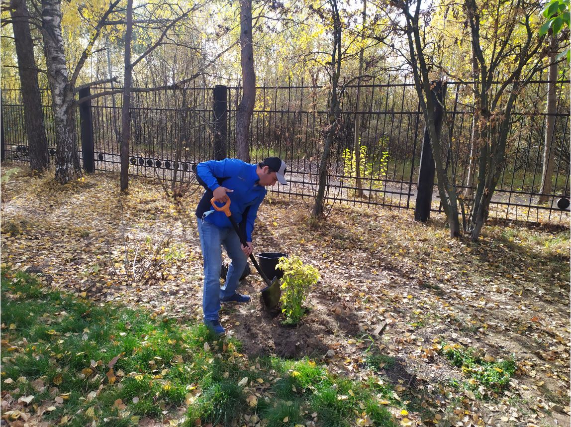 Порядка 60 деревьев высадили в Светлоярском парке взамен погибших - фото 1
