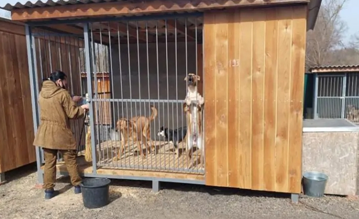 Новый центр для безнадзорных животных могут открыть в районе ул. Теряева в Ростове - фото 1
